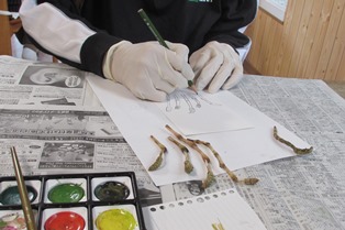 Q:なぜ手袋をしてスケッチしているのでしょうか?
A:ハカマ取りが終わるや否や筆を取ったからです。